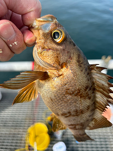 メバルの釣果