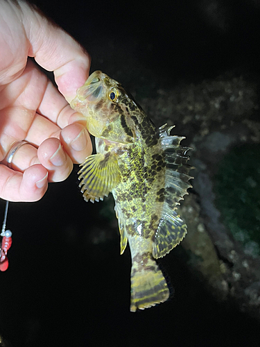 タケノコメバルの釣果