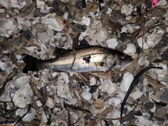 スズキの釣果