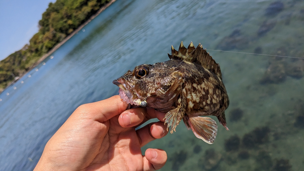 カサゴ