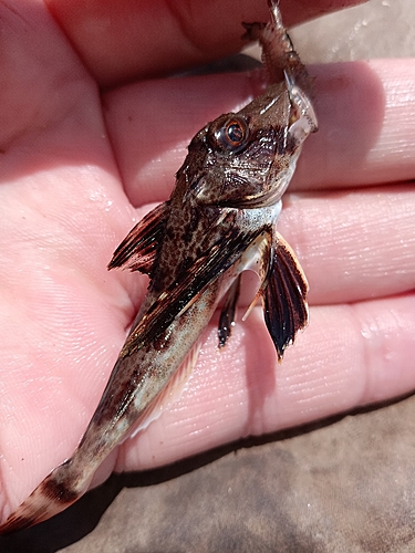 ホウボウの釣果