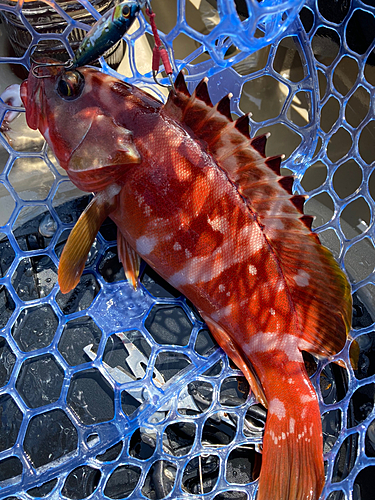 アカハタの釣果