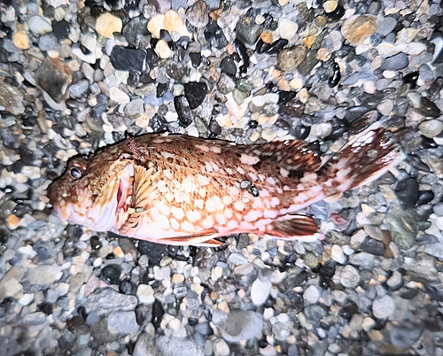 カサゴの釣果