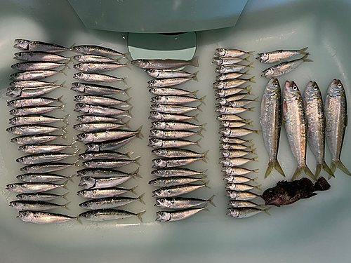 サバの釣果