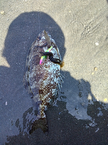 アイゴの釣果