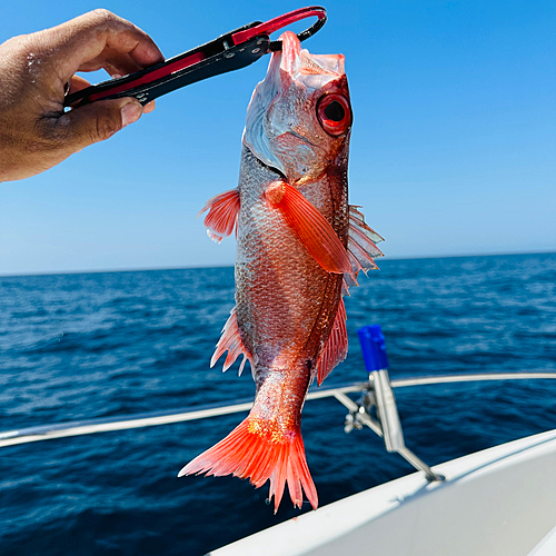 アカムツの釣果