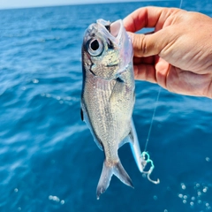 ギンメダイの釣果