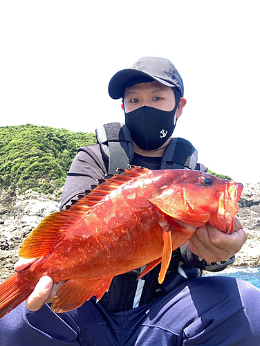 アカハタの釣果