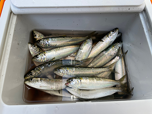 カタボシイワシの釣果