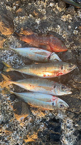 アジの釣果