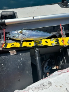 ソウダガツオの釣果