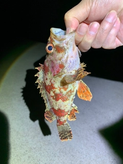 ヨロイメバルの釣果