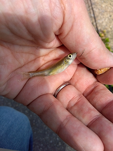 モロコの釣果