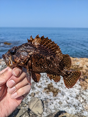 ムラソイの釣果