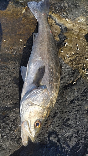 スズキの釣果