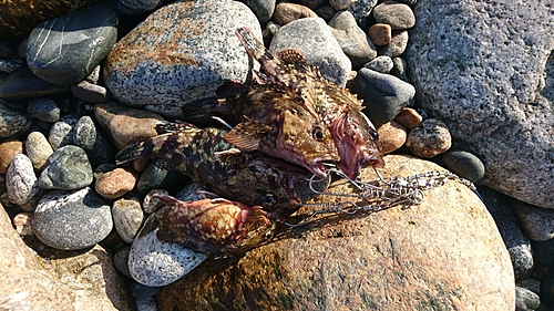 カサゴの釣果