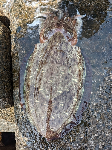 コウイカの釣果