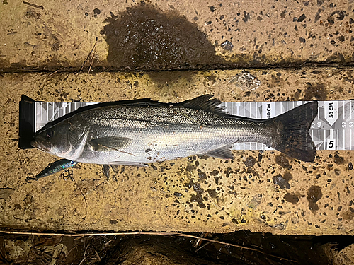 シーバスの釣果