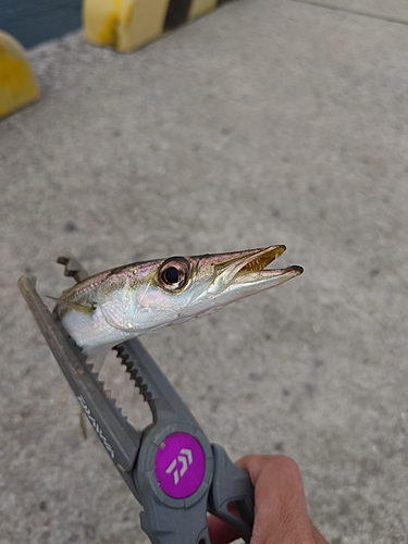 カマスの釣果