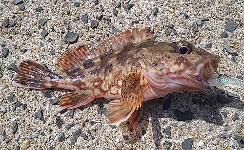 アラカブの釣果