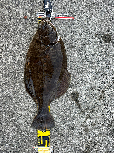 カレイの釣果