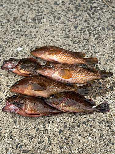 キジハタの釣果