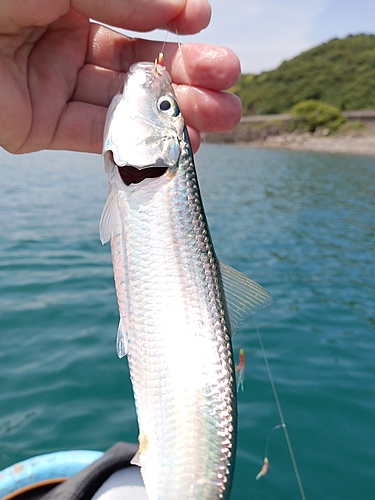 カタボシイワシの釣果