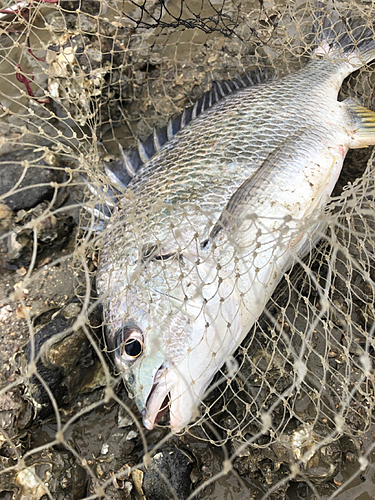 キビレの釣果