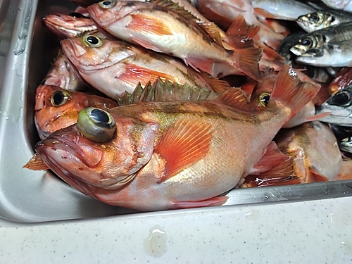 オキメバルの釣果