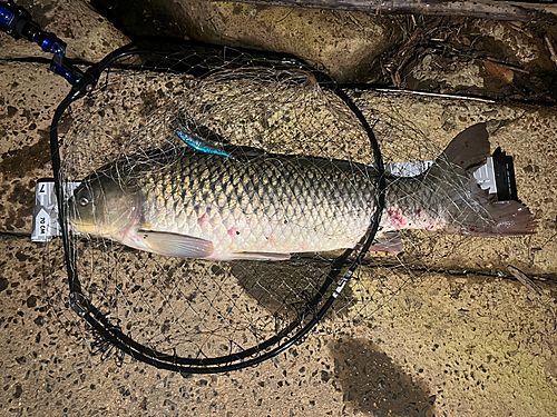 コイの釣果