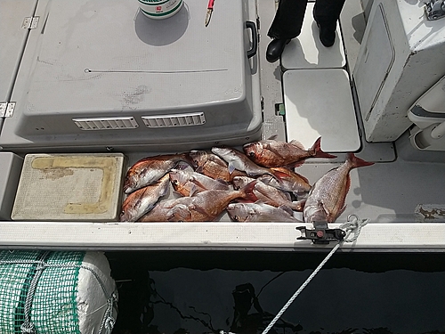 マダイの釣果