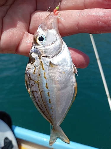 ヒイラギの釣果