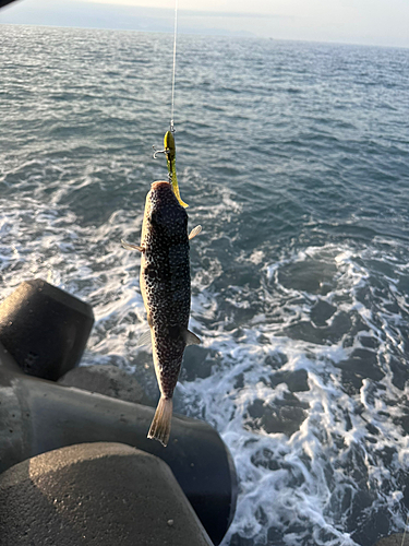 クサフグの釣果