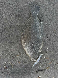 ソゲの釣果