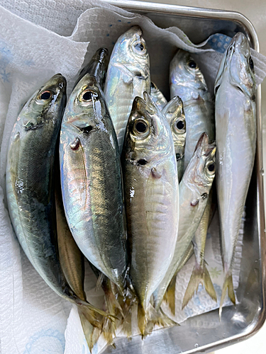 アジの釣果