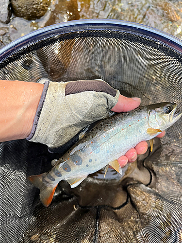 アマゴの釣果