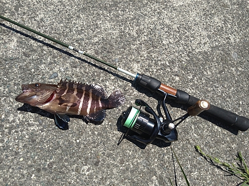 マハタの釣果