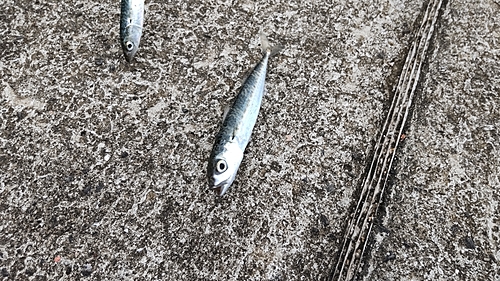 サバの釣果