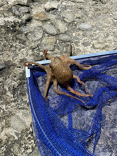 タコの釣果