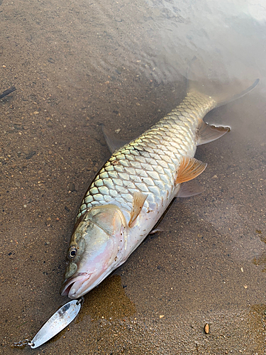 釣果