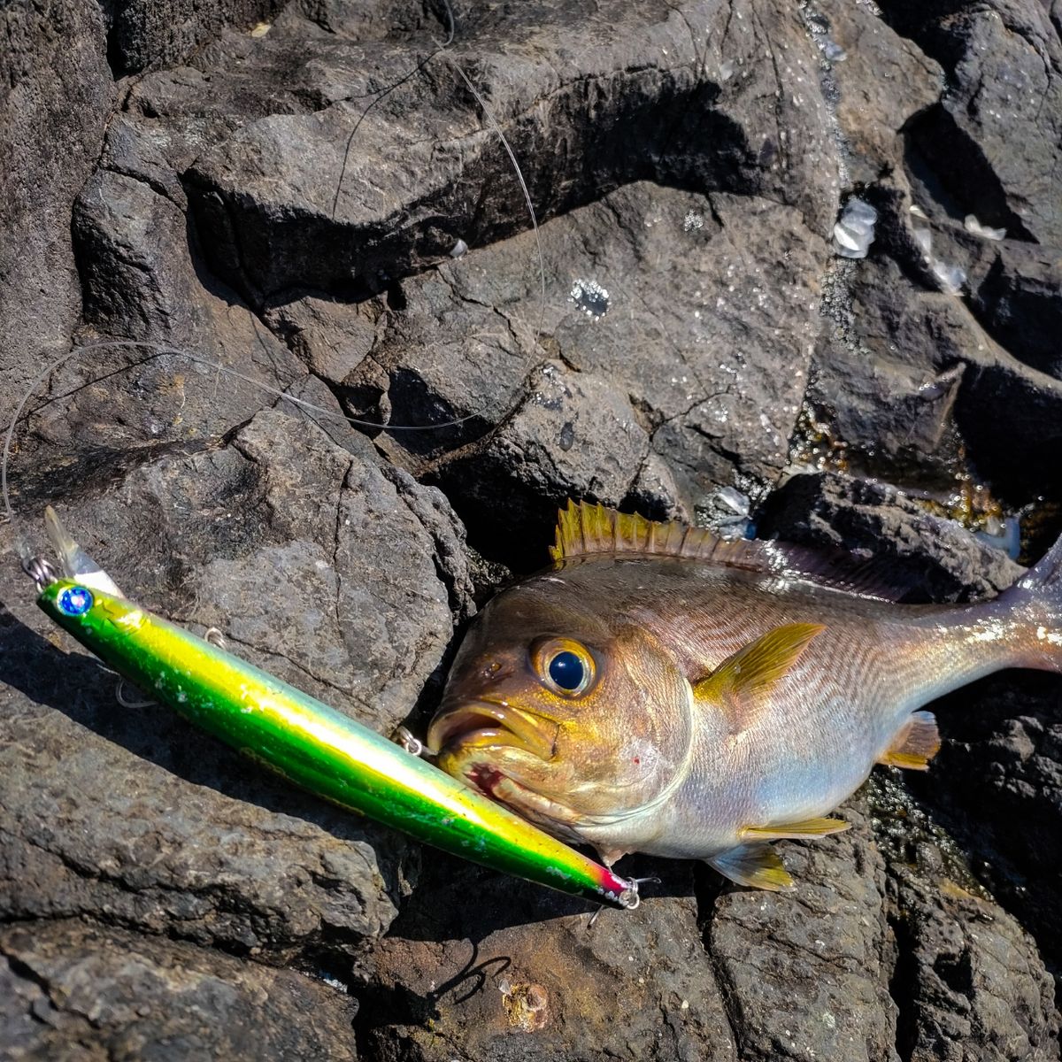 釣りとびさんの釣果 2枚目の画像