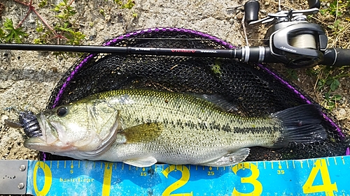 ブラックバスの釣果