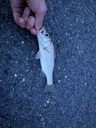 セイゴ（ヒラスズキ）の釣果