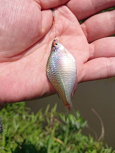 タナゴの釣果