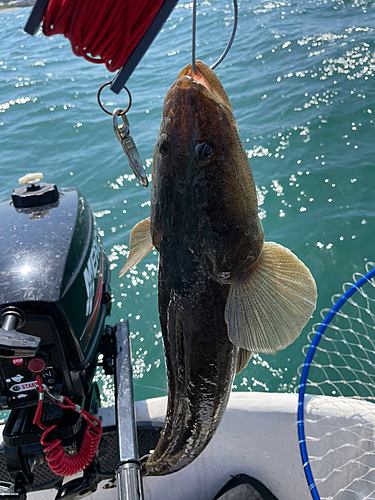 マゴチの釣果