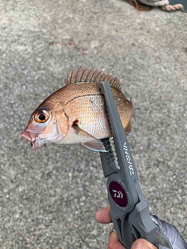 チャリコの釣果