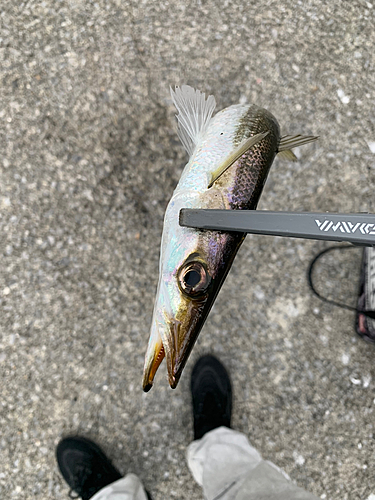 カマスの釣果