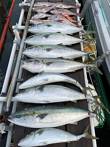 ブリの釣果