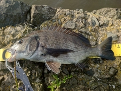 クロダイの釣果