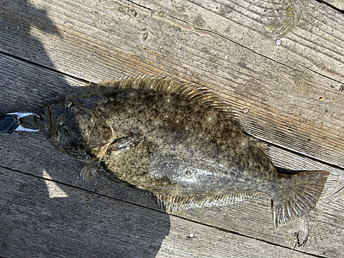 ヒラメの釣果